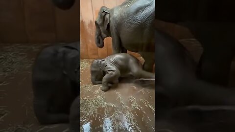 Cute Baby Elephant | #cute #viral