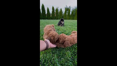 Two cat playing in Fiele