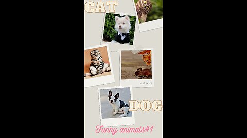 Funny animals_Cat and dog#funny animals1