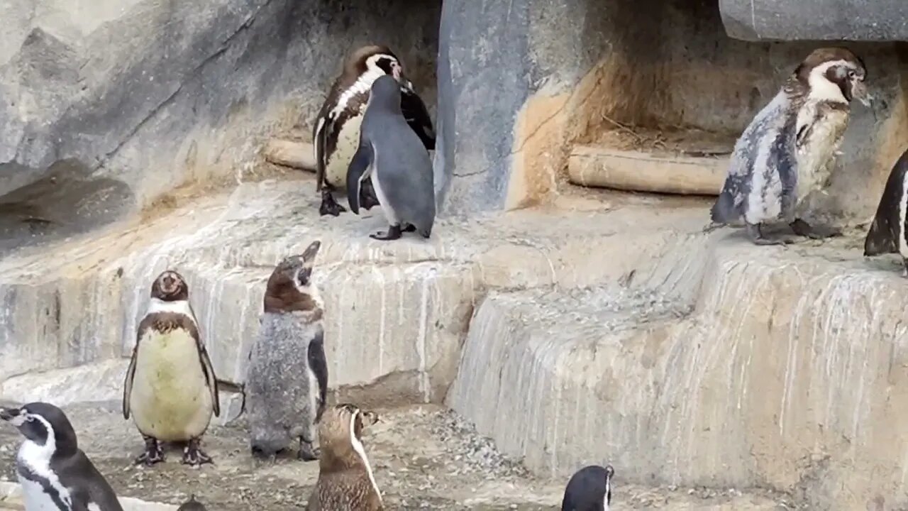 Part 2 - Ma Visite au Parc Zoologique Paris - Les Manchots🐧❤️