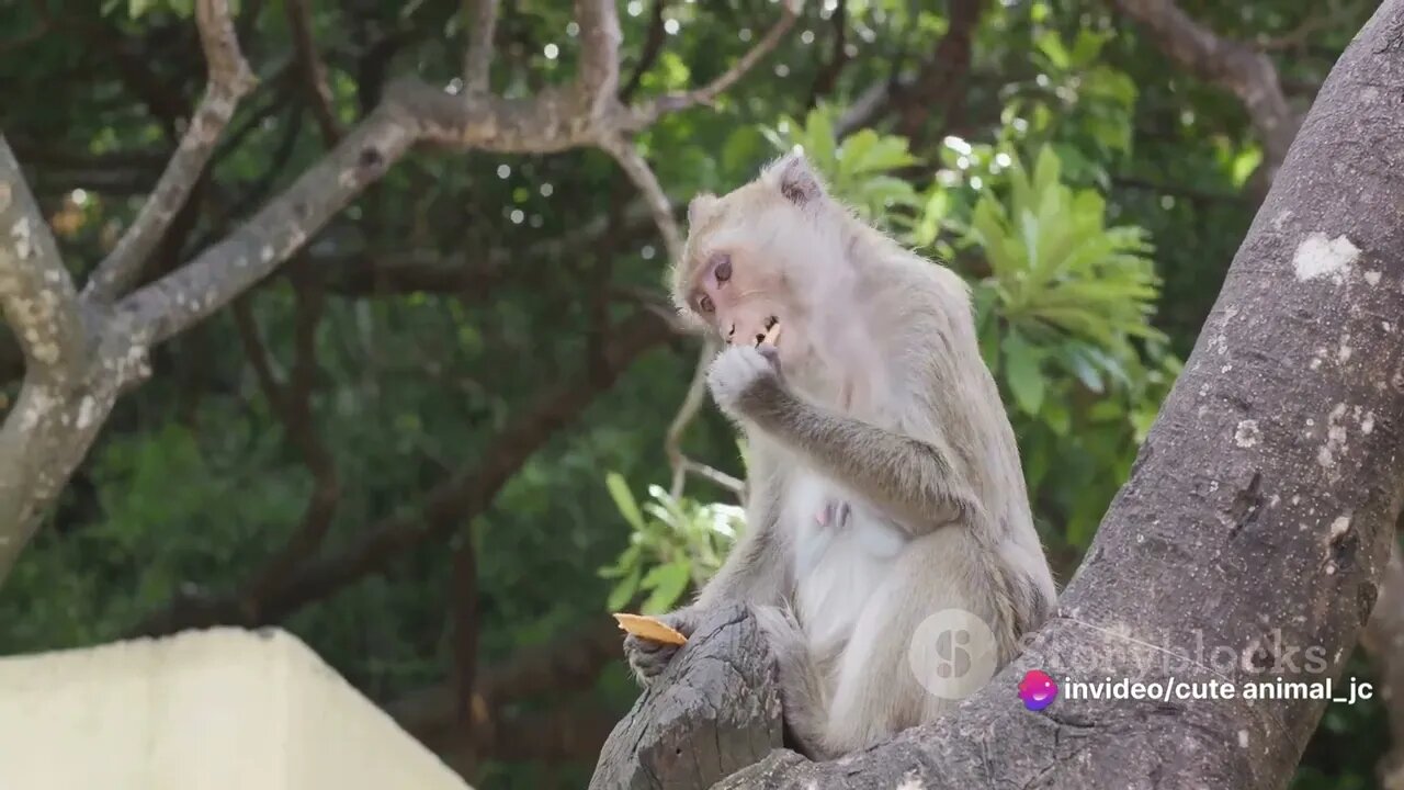 Curious Canopy Dwellers: High-Flying Rainforest Creatures