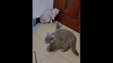 Cat funny viral videos 😂😂