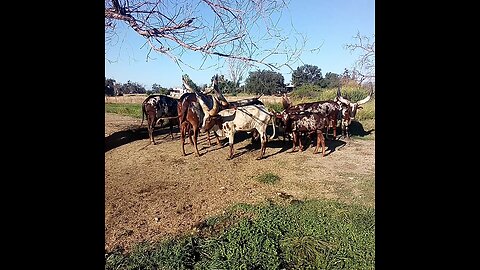 Watusi heifer looking thin