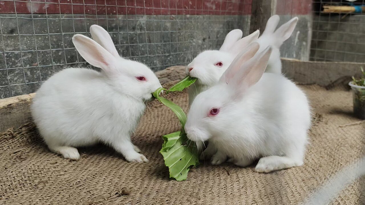 Beautiful Rabbits are eating the green grass.