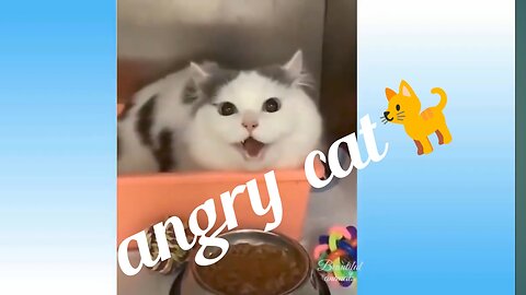 #Angry cats## #fanny video