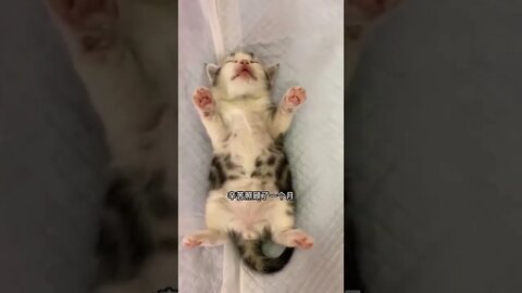 So Cute Baby Cat sleep mode😽😻🤔 |#4 #shorts #shortsfeed #cat