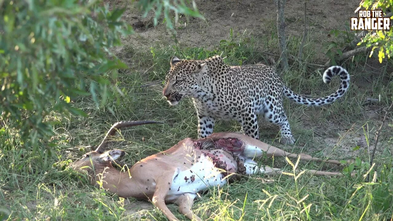 Buzzing Carrion Flies Irritate A Leopard As She Tries To Feed