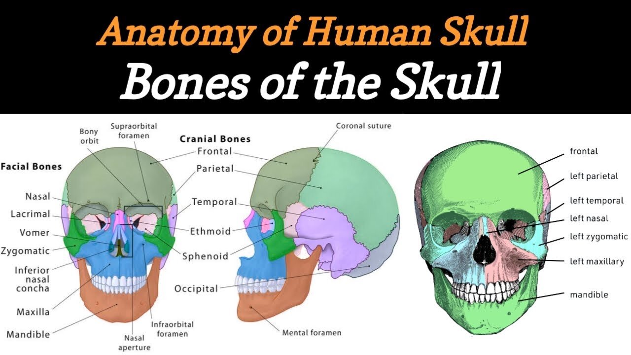 Bones of the SKULL - LEARN IN 4 MINUTES | 3D Anatomy of Skull Bone | Skull Bones - Lecture #3