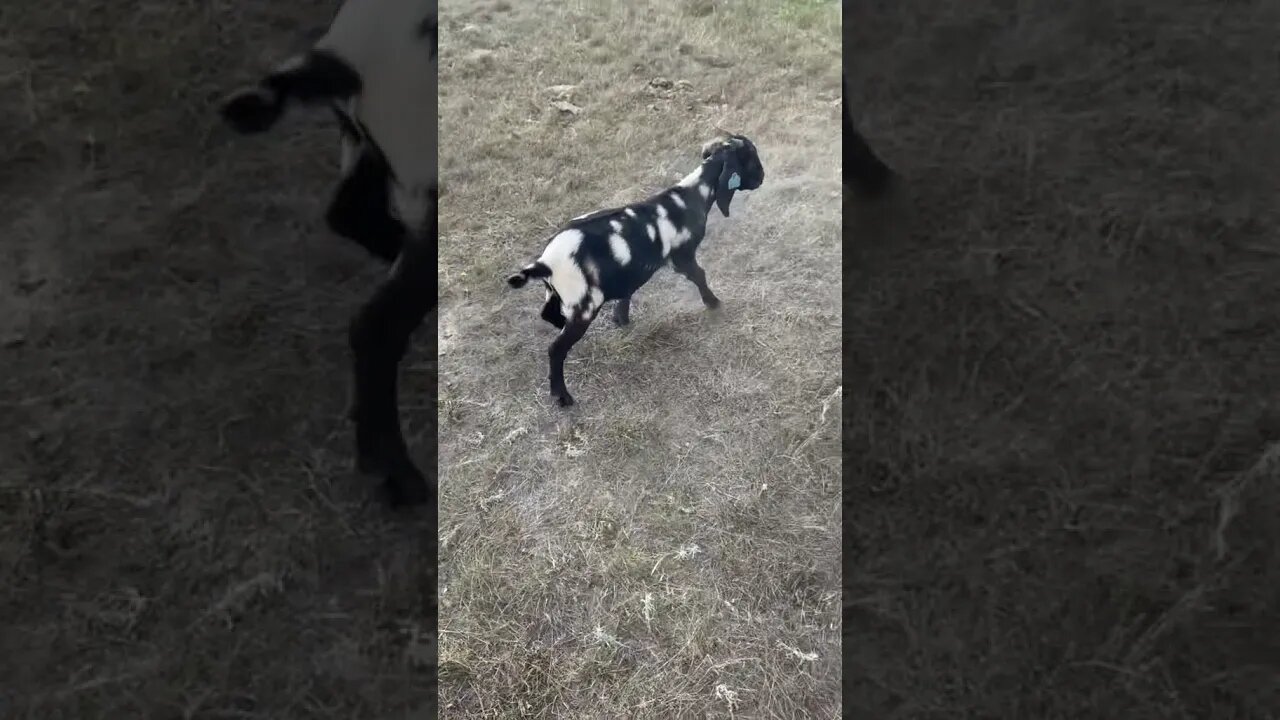 Kambing Nyungseup