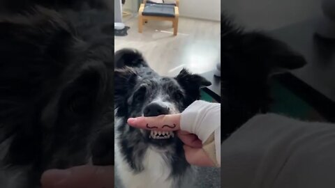 smart australian shepherd performs funny mustache trick youtubetomp34 com #Shorts