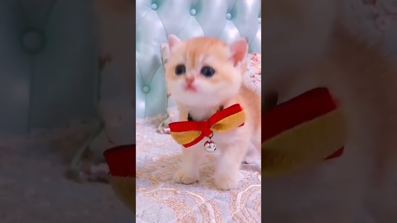 Funny Scared Cat Videos