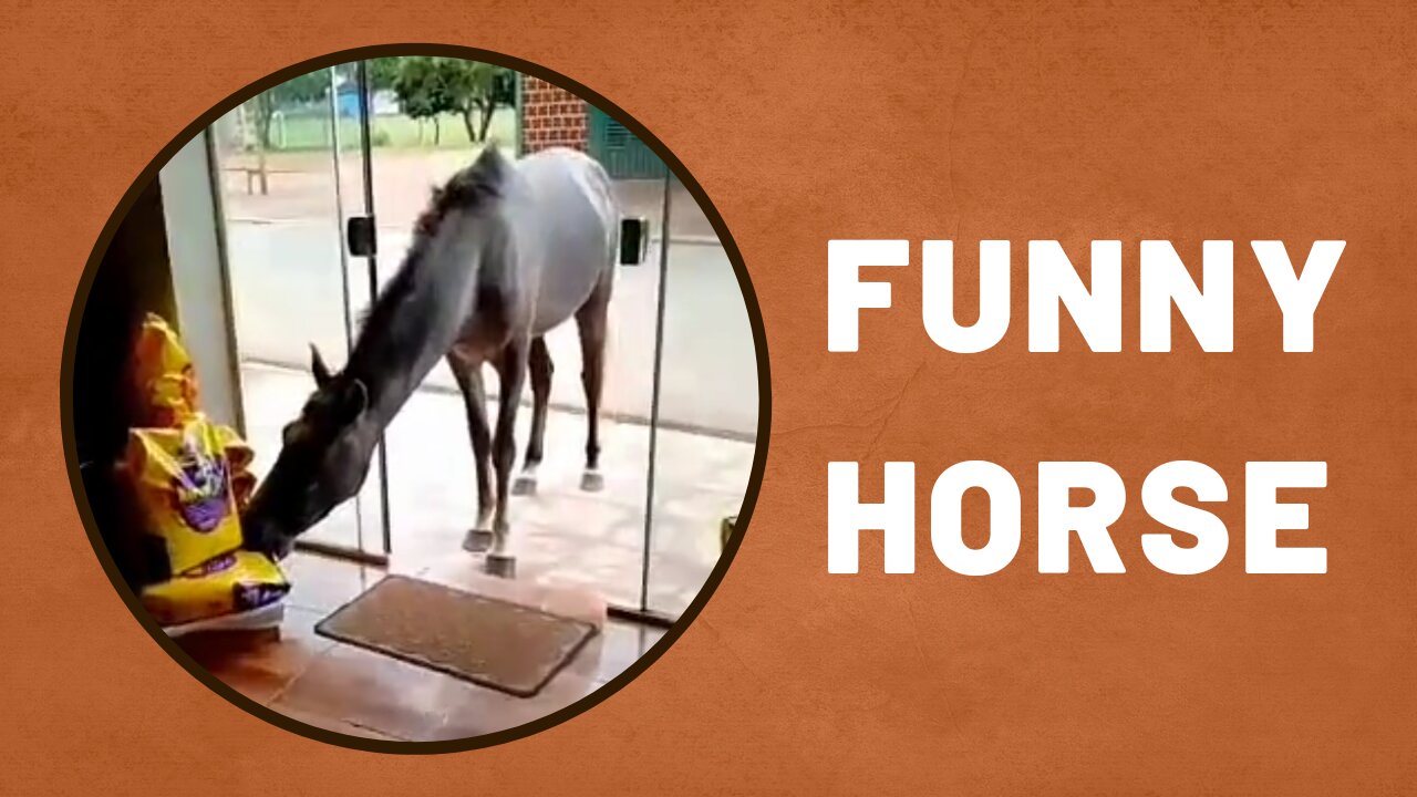 Funny horse