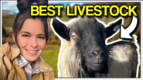 Most Important Homestead Animal