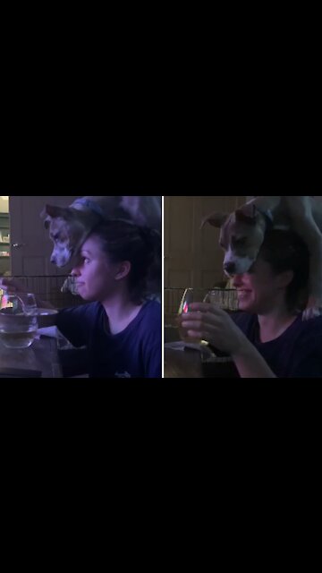 Pit Bull puppy makes it near impossible for owner to enjoy her meal