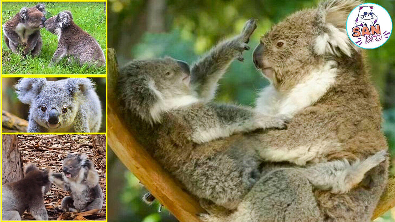 Koala Funny Fighting Compilation Video 2023 - Cute Pet Koala