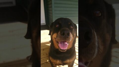 Rottweiler Strange Animal 🤣😂 #rottweiler #shorts