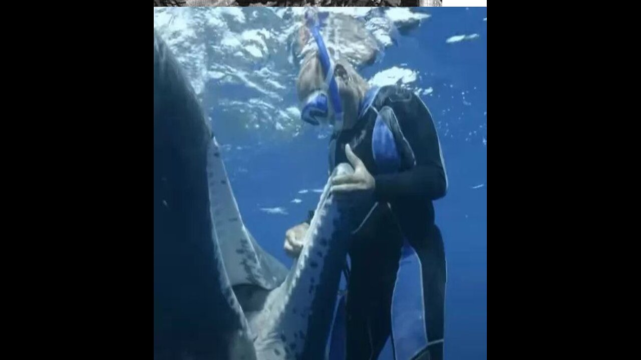 The sperm whale asks the diver for help