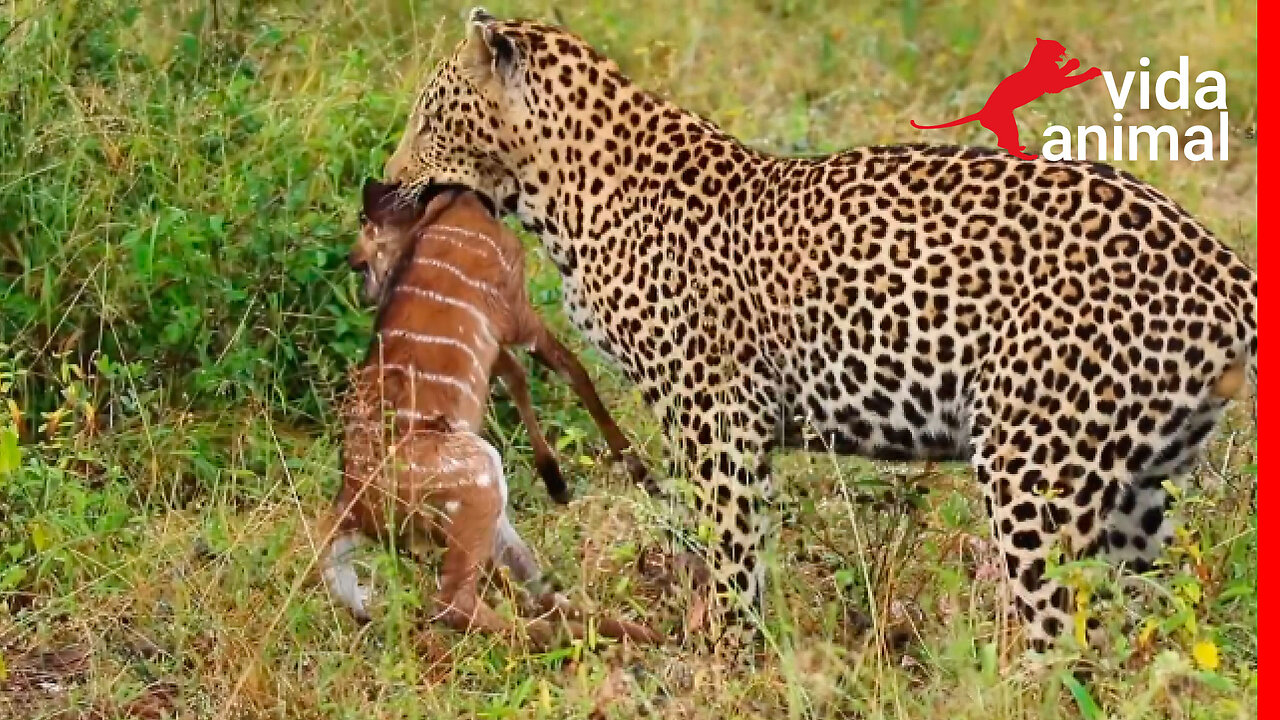 Leopardo usa filhote como isca para pegar a mãe dele - Vida Animal