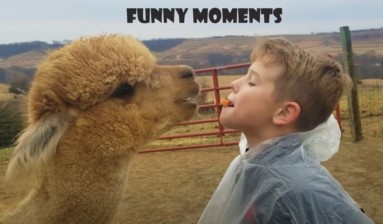 Animal Funny videos