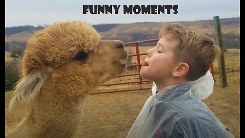 Animal Funny videos