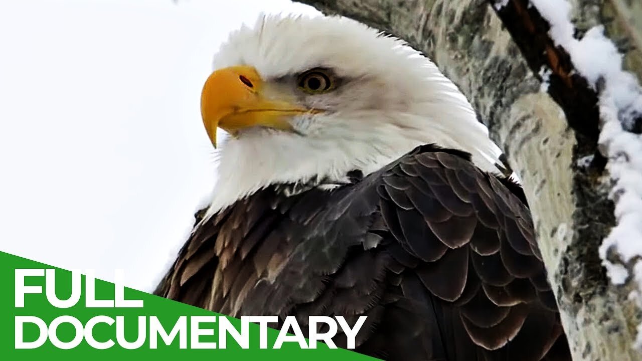 Falcon: The Kings of the Sky | Free Documentary Nature