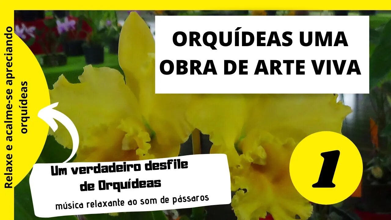 ORQUÍDEAS UMA OBRA DE ARTE VIVA AO SOM RELAXANTE DE PÁSSAROS