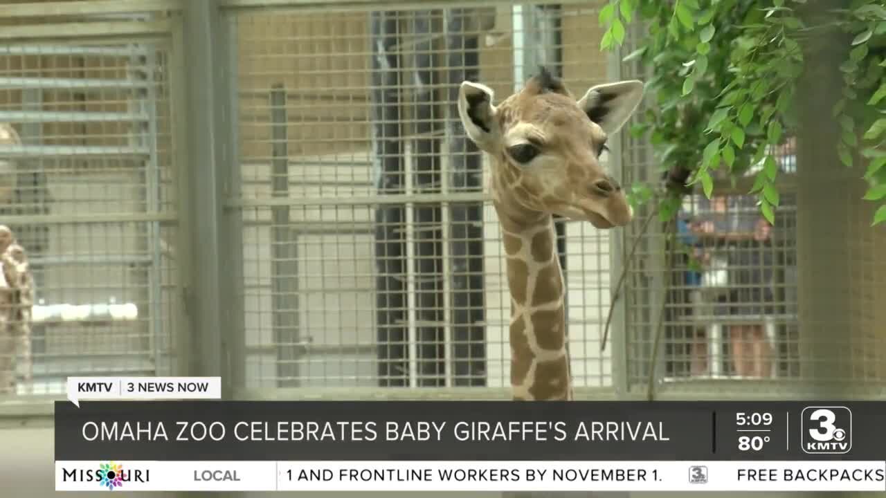 Omaha's Henry Doorly Zoo announces birth of giraffe calf