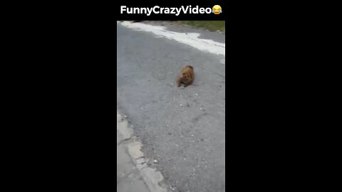 Mr FunnyCrazyVideo😂 Just Incredible Video Funny and Crazy #Like Follow for Follow 🥰