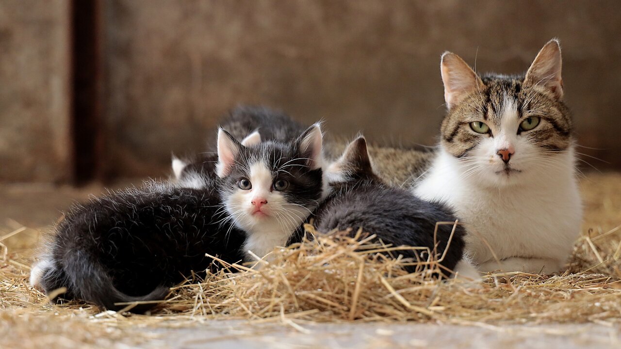 Mother Cat with her very young children