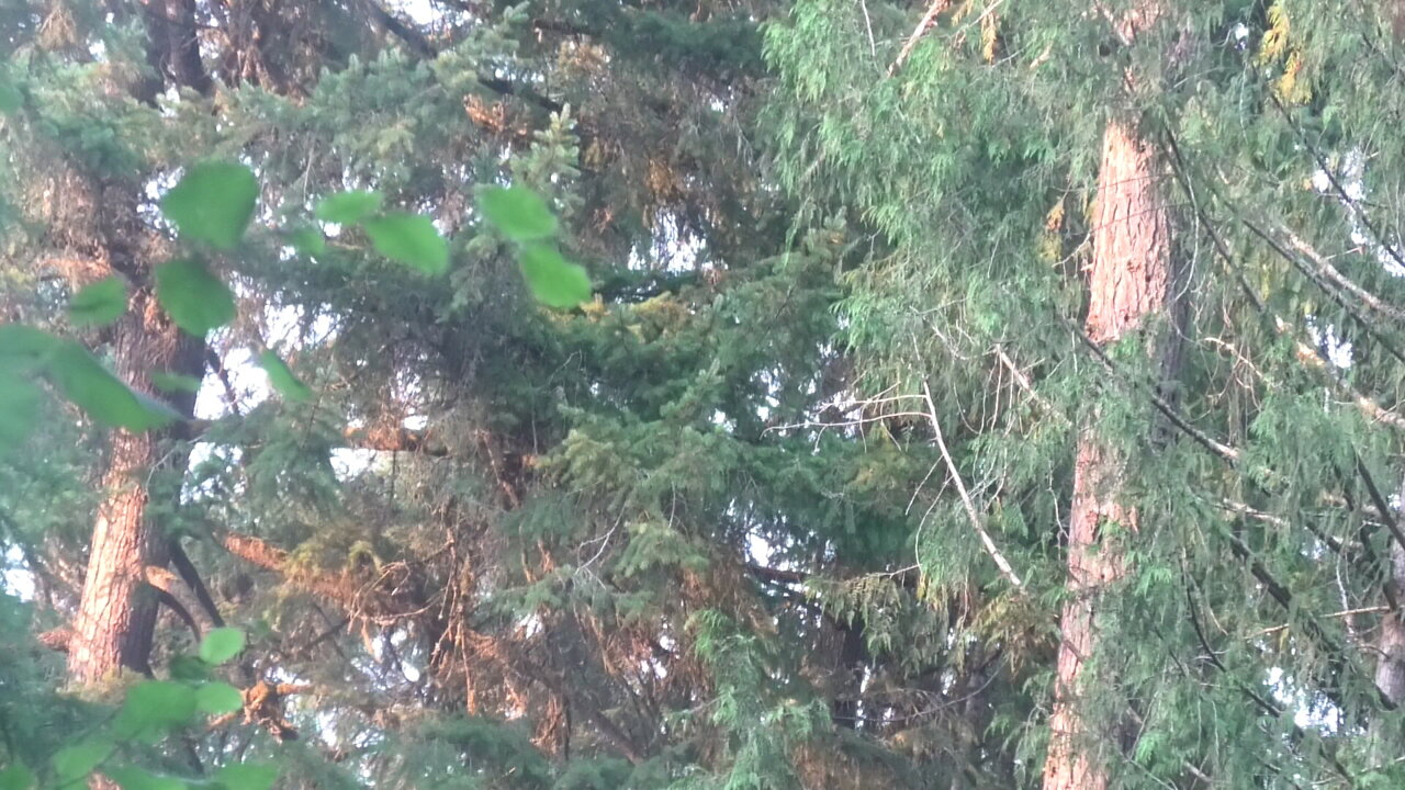 Tree Lords Of Truth & Power See How they Cloak & Hide Awesome Video Slow Down on Pans & Zooms