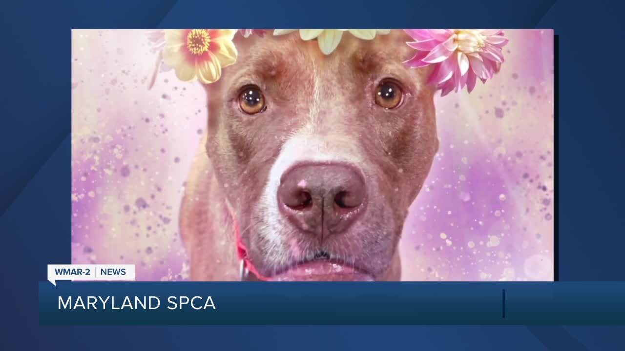Dahlia the dog is up for adoption at the Maryland SPCA