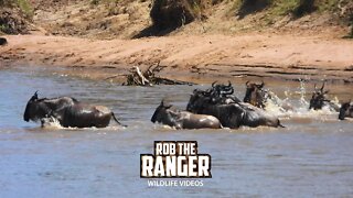 Great Migration River Crossing | Maasai Mara Safari | Zebra Plains