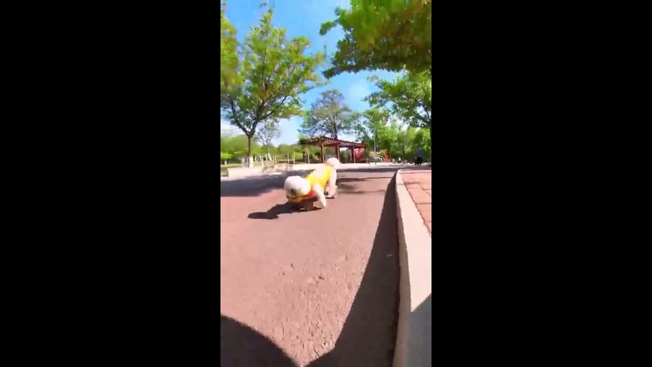 Skatedog 21