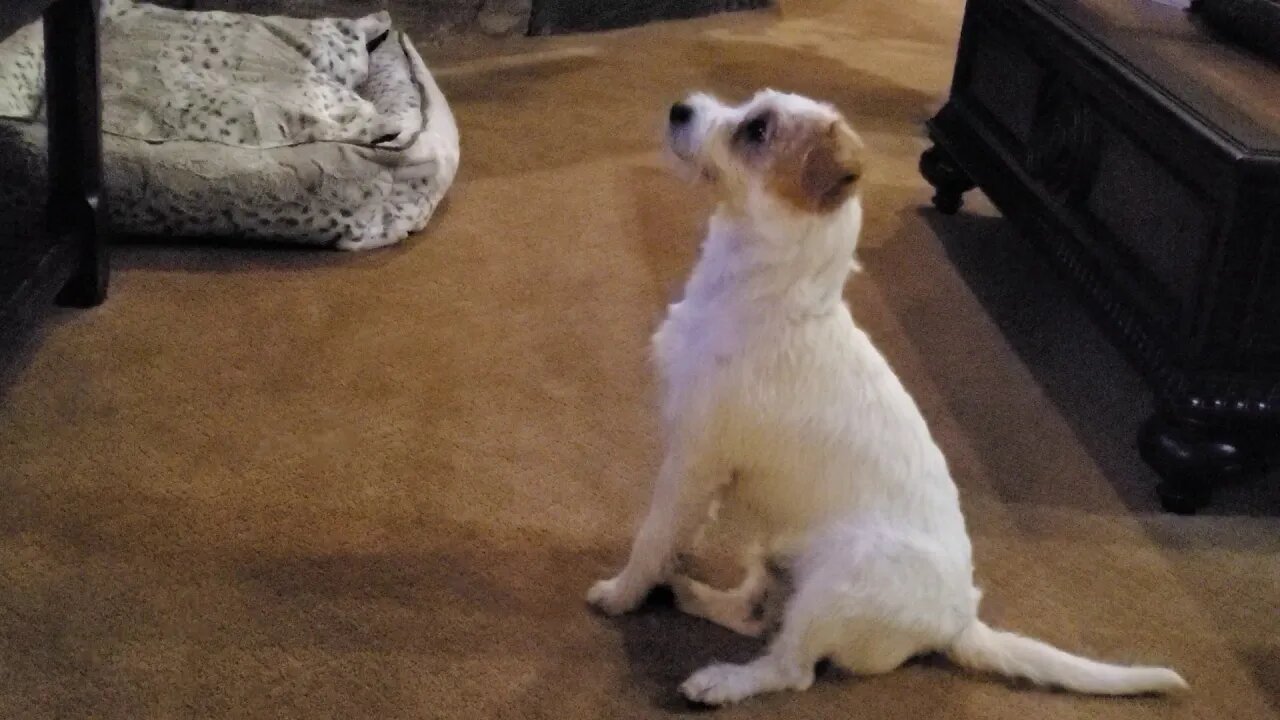 Ares loves watching Jack Russell with rats