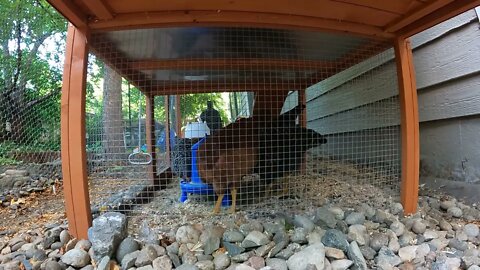 My Backyard Chickens - Episode 47