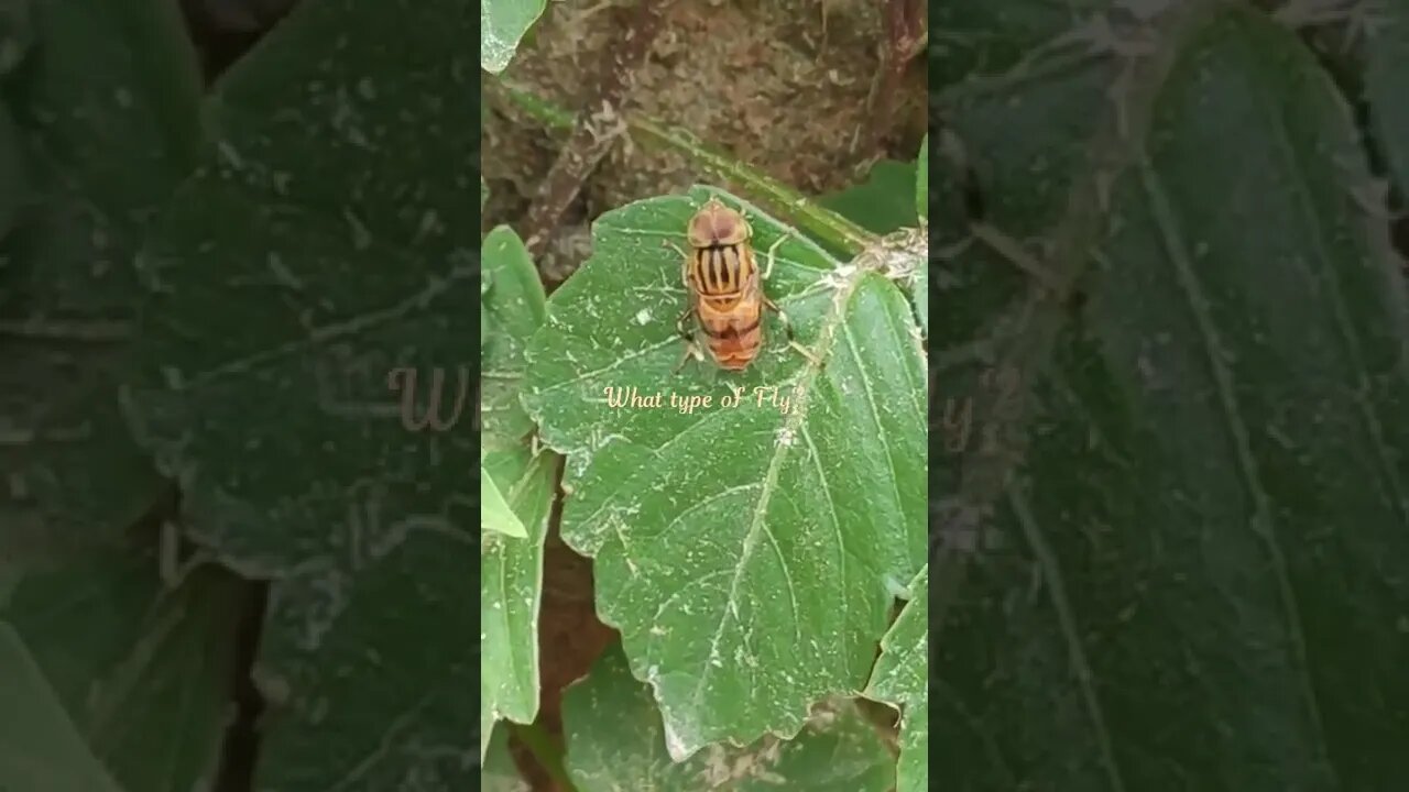 what is this?