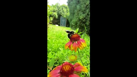 Bee feeding on a flower