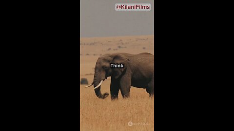 What Makes Elephants So Special? Incredible Facts Revealed