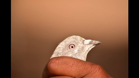 Exotic Pigeon pair