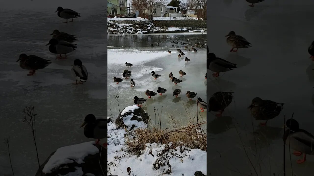 MALLARD DUCKS