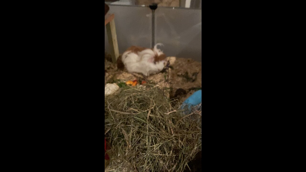 Guinea pig Fergus in his new home