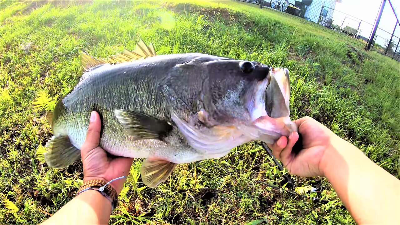 Pond Hopping - Huge Beautiful Bass - South Georgia