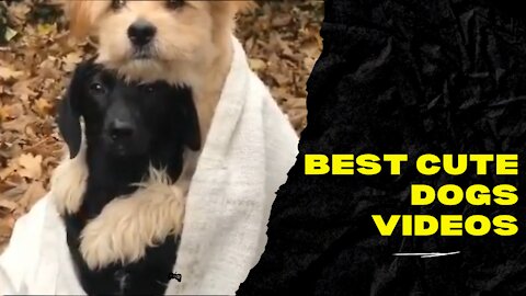 Best Cute Dogs Videos