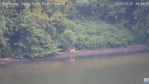 Hays Bald Eagle cam focuses on a deer strolling the Monongahela River 2020 07 31 930am