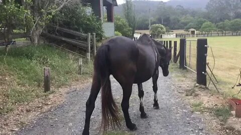 Showing how to drive a horse where you don't want it to go - update on Penny and the poultice