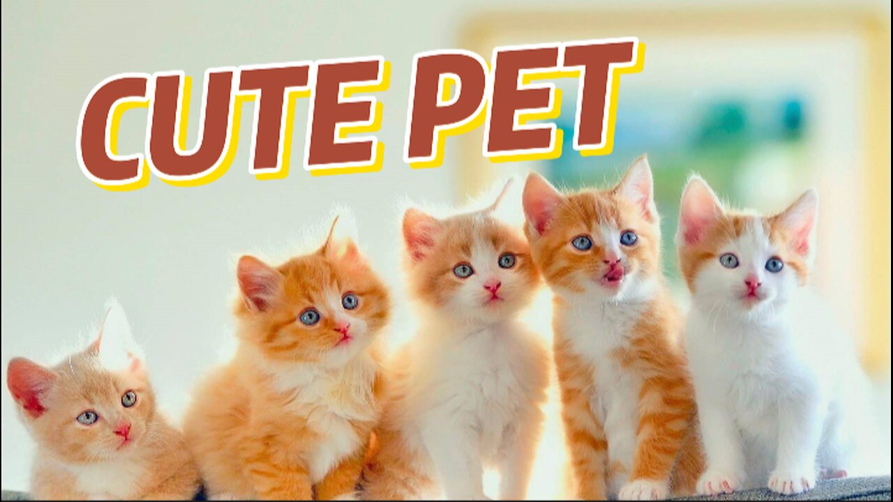 Do you love animals?