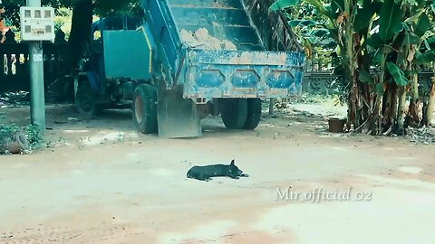 Funny Dog Video 😂🤣 Vary Funny video