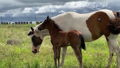 Follow Up Roadside Horse Visit With New Born Colt - Dropping Off A Salt Block