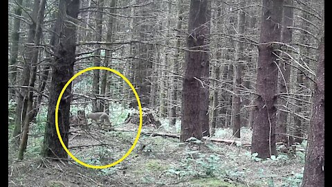 Bobcats Caught on Trail Cam