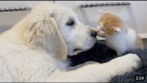 Tiny Kitten and Golden Retriever Puppy Cutest Friends